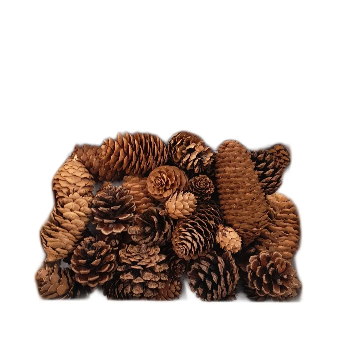 Jangostor Tannenzapfen Bastelbedarf Weihnachtsdeko 40 Stück Multi Size